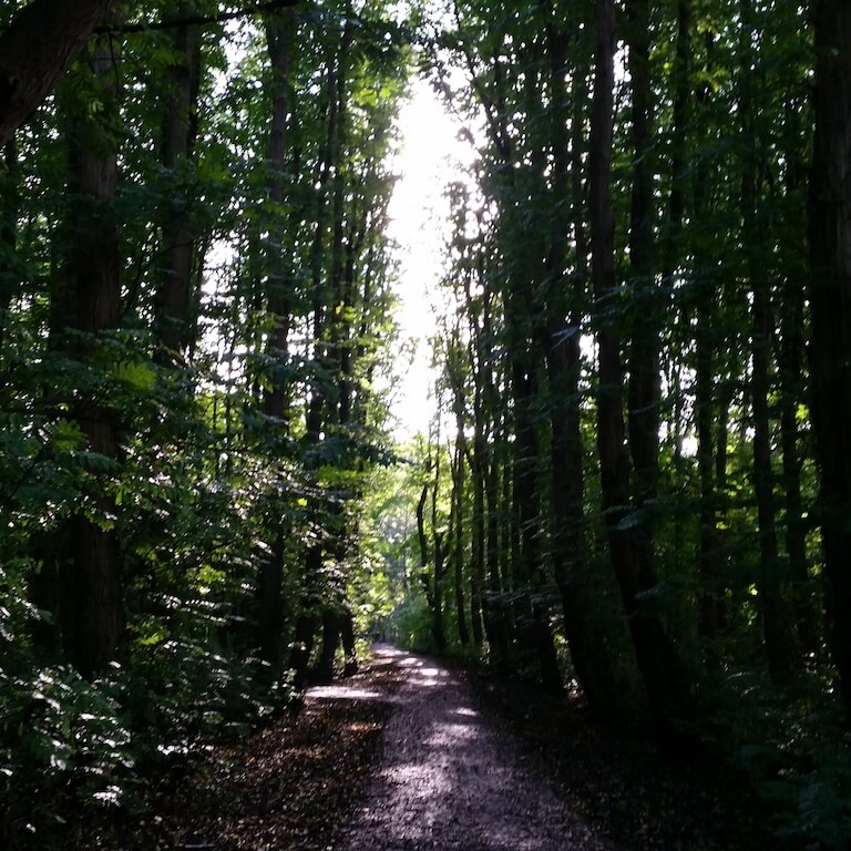 Lichttaal in het park